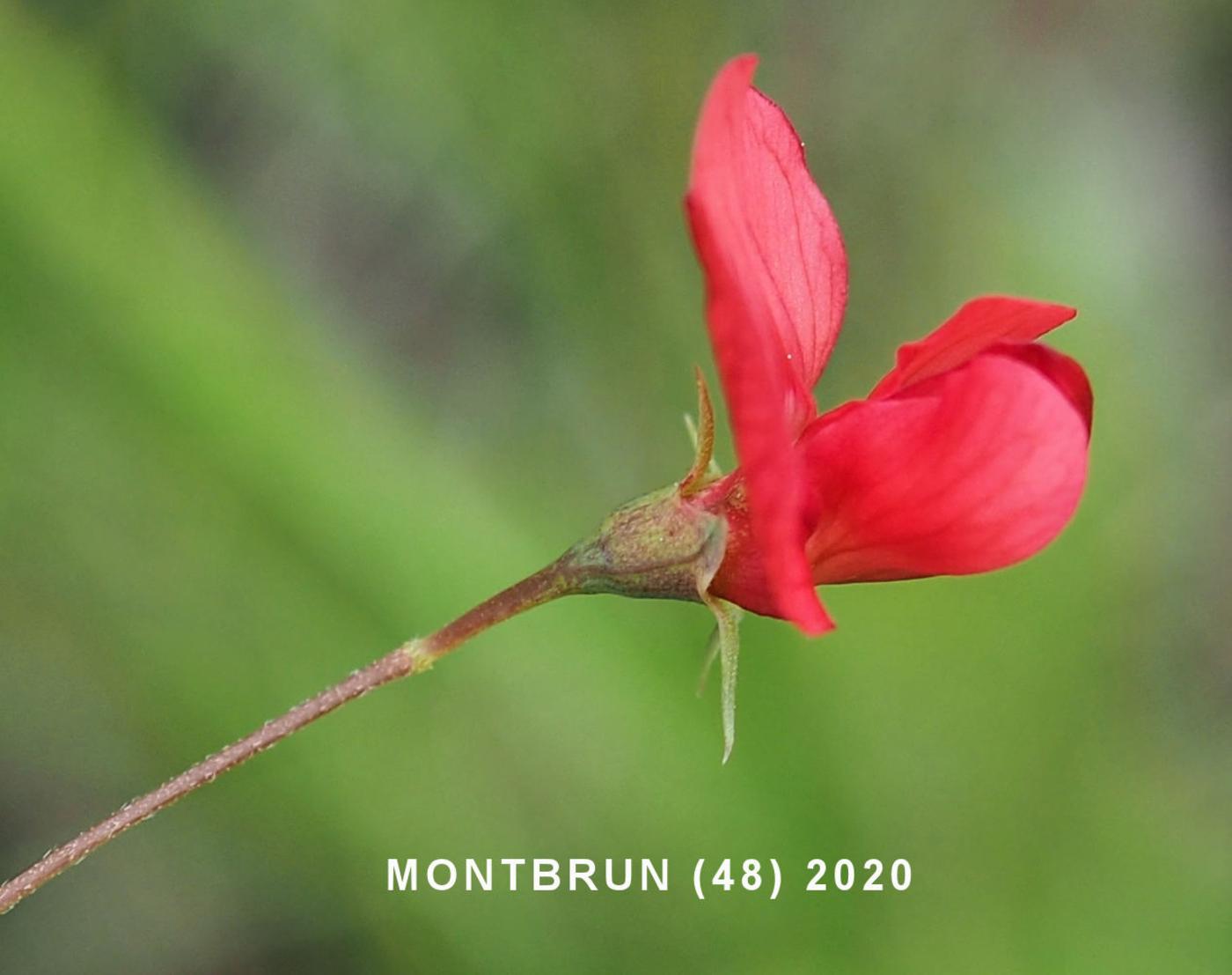 Vetchling, Brown flower